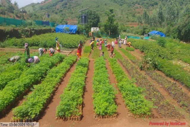 Environment & Livelihoods